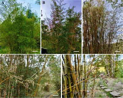 Influence of flowering on the anatomical structure, chemical components and carbohydrate metabolism of Bambusa tuldoides culms at different ages